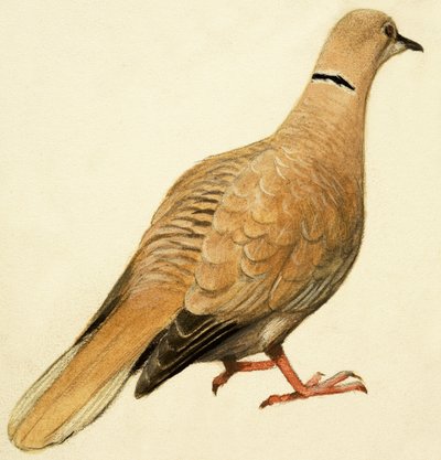 Doğu Yakalı Güvercin by English School