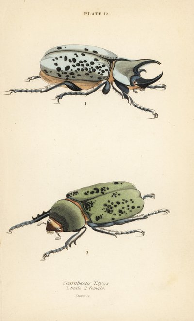 Doğu Herkül böceği, Dynastes tityus, erkek 1, dişi 2 by English School