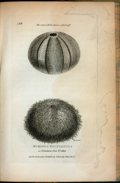 Echinus Esculentus veya Ortak Deniz Kestanesi; Aynısı, George Shaw tarafından "1806 ve 1807 yıllarında Kraliyet kurumunda verilen zoolojik dersler"den silinen Spines için de geçerlidir. by English School