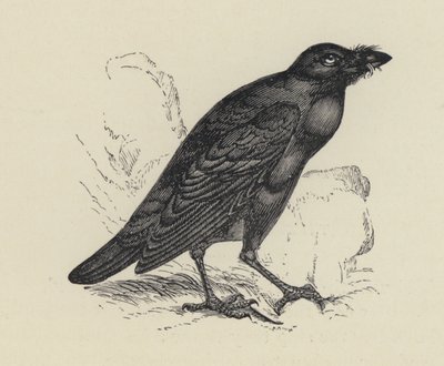 Edgar Allen Poe, Kuzgun (gravür) by English School