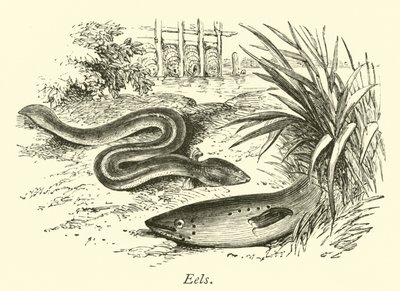 yılan balıkları by English School