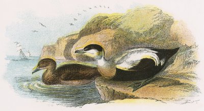 Eider Ördeği by English School