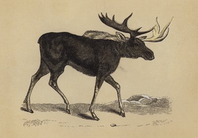 Elk (renkli lito) by English School