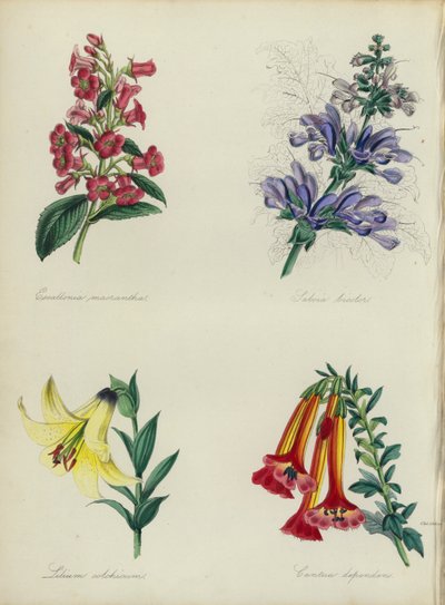 İngiliz Çiçek Bahçesi: Escallonia macrantha, Salvia bicolar, Lilium colchicum, Cantua dependens (renkli lito) by English School