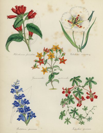 İngiliz Çiçek Bahçesi: Habrothamnus fasciculatus, Calochortus venustus, Grammanthes gentianoides, Pentstemon speciosum, Tropaeolum speciosum by English School