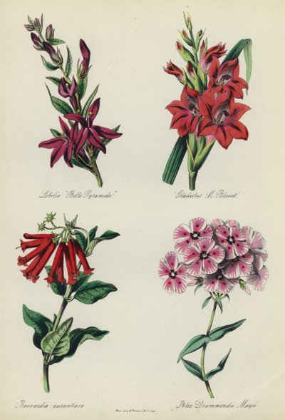 İngiliz Çiçek Bahçesi: Lobelia "Belle Pyramide", Gladiolus "M Blouet", Bouvardia aurantiaca, Phlox Drummondii Mayii by English School