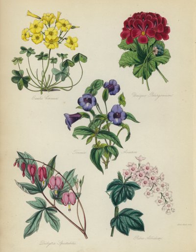 İngiliz Çiçek Bahçesi: Oxalis Cernut, Unique Pelargonium, Torenia Asiatica, Dielytra Spectabilis, Ribes Albidum by English School