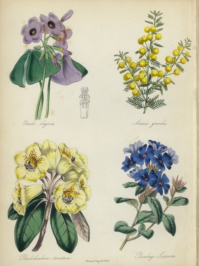 İngiliz Çiçek Bahçesi: Oxalis elegans, Acacia grandis, Rhododendron lanatum, Plumbago Larpentae (renkli lito) by English School