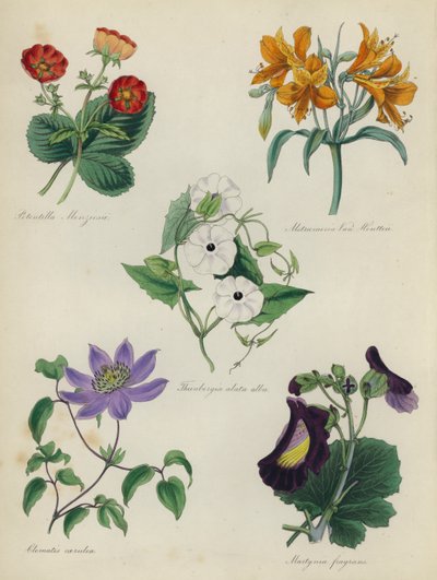 İngiliz Çiçek Bahçesi: Potentilla Menziesii, Alstraemeria Van Houtteii, Thunbergia alata alba, Clematis caerulea, Martynia fragrans by English School