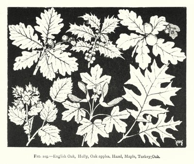 İngiliz Meşe, Holly, Meşe elma, Hazel, Akçaağaç, Türkiye Meşe (gravür) by English School