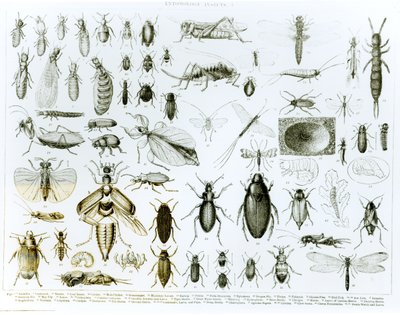 Entomoloji Böcekleri (lito) (bw fotoğraf) by English School