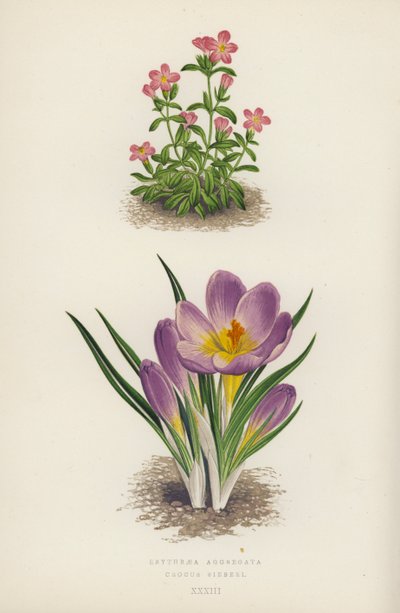 Erythraea Aggregata; Crocus Sieberi (renkli lito) by English School