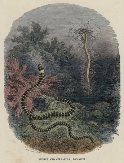 Eunice ve Cirratule, Lamarck (renkli gravür) by English School