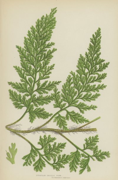 Avrupa Kıl Eğreltiotu (renkli lito) by English School