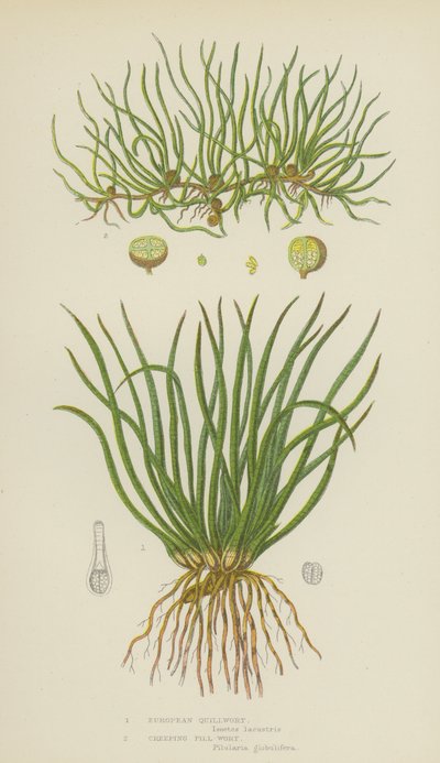 Avrupa Quillwort, Sürünen Hap-Wort (renkli taş) by English School