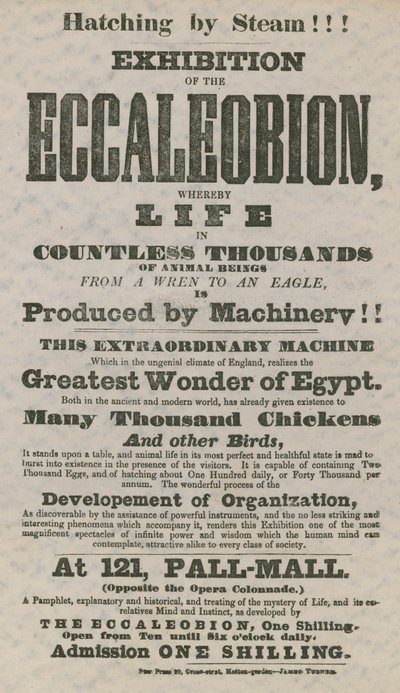 Eccaleobion Sergisi by English School