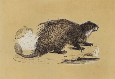 Fasciculated Porcupine (renkli lito) by English School