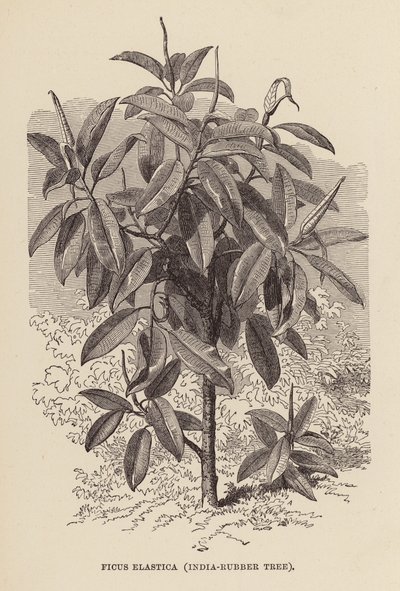 Ficus Elastica, Hindistan-Kauçuk Ağacı (gravür) by English School