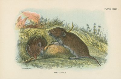 Alan-Vole by English School