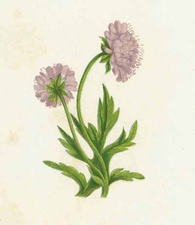 Knautia Tarlası, Knautia Arvensis by English School