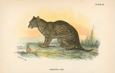 Balıkçı-Kedi by English School