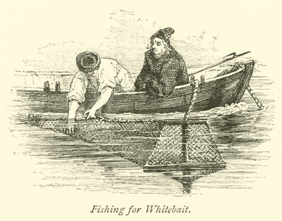 Whitebait için Balık Tutma by English School