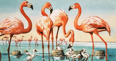 Flamingolar by English School