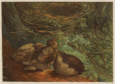Kuşların yavru kuş kuluçkası (renkli litho) by English School