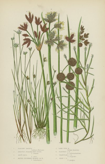 Yüzen Isolepis, Kıl Saplı Çamur Rüşeymi, Savi