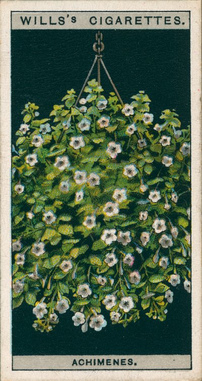 Saksıda çiçek kültürü: Achimenes (chromolitho) by English School