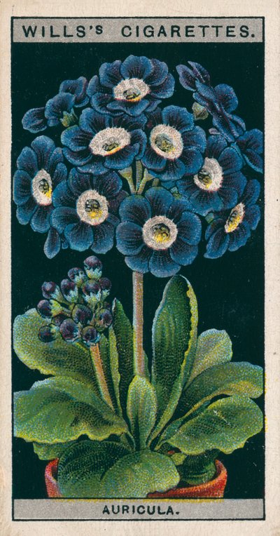 Saksıda çiçek kültürü: Alpin Auricula (chromolitho) by English School