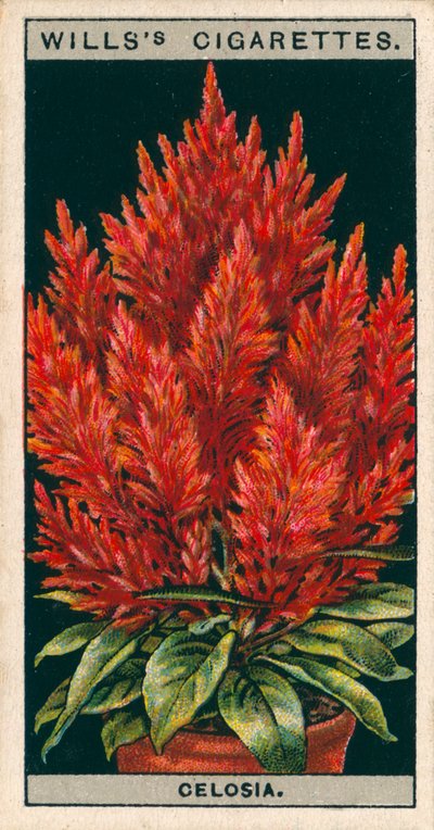 Saksıda çiçek kültürü: Celosia (chromolitho) by English School