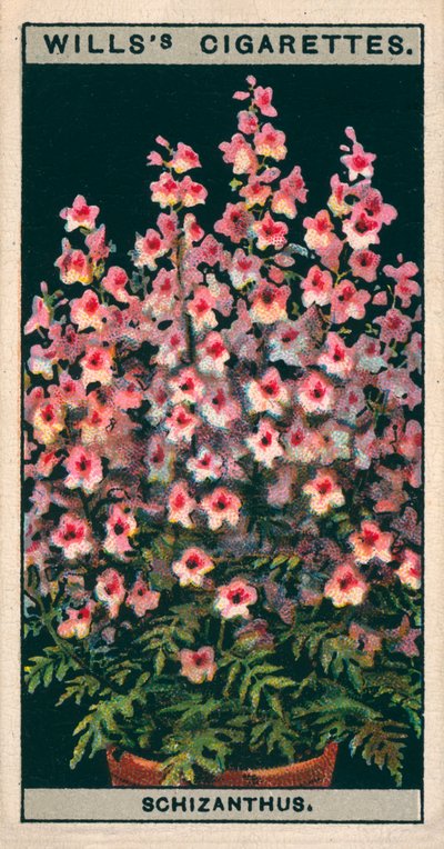 Saksıda çiçek kültürü: Schizanthus veya Kelebek Çiçeği (chromolitho) by English School
