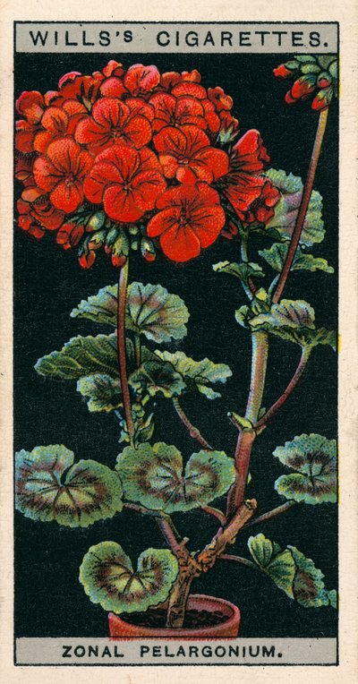 Saksıda çiçek kültürü: Zonal Pelargonium veya Geranium (chromolitho) by English School