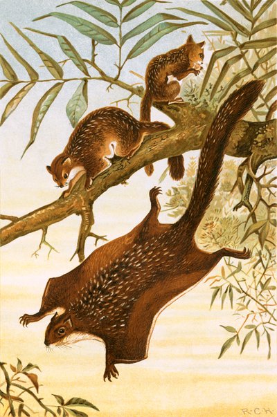 Uçan sincap by English School