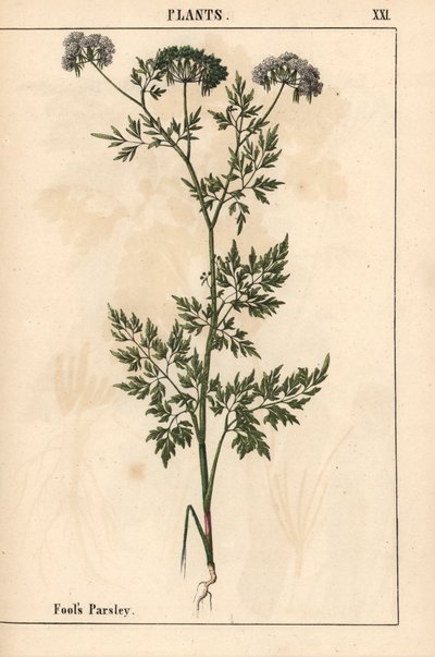 Aptalın maydanozu Aehusa cynapium   , "Öğretici Resimli Kitap veya Sebze Dünyasından Dersler"den [Charlotte Mary Yonge], Edinburgh by English School