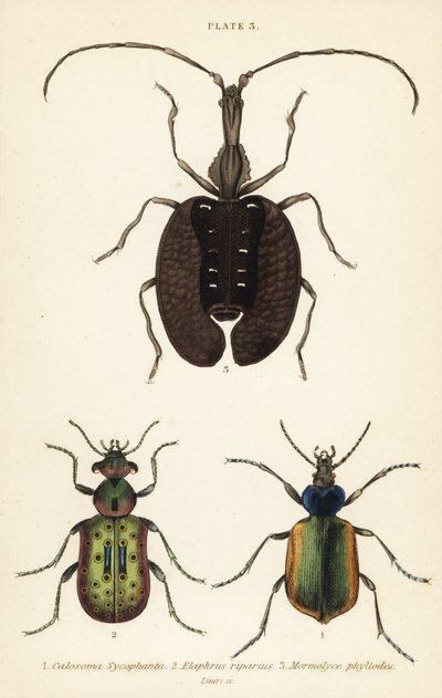 Orman tırtılı avcısı, Calosoma sycophanta 1, yer böceği, Elaphrus riparius 2 ve keman böceği, Mormolyce phyllodes 3 by English School