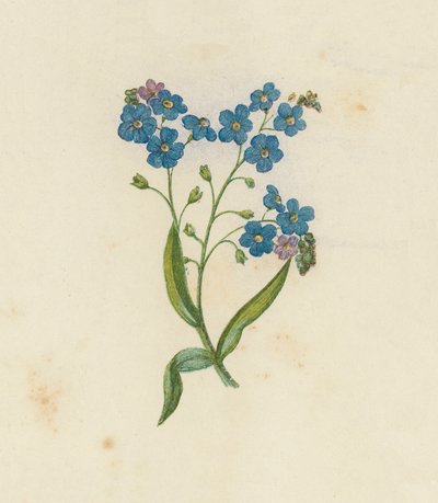 Unutma Beni, Myosotis Palustris (renkli lito) by English School