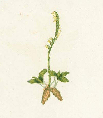 Kokulu Ladys Bukleler, Neottia Spiralis by English School
