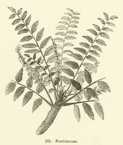 Buhur (gravür) by English School