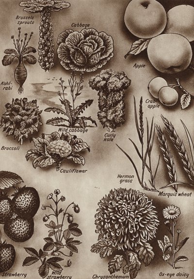 Meyveler, sebzeler ve çiçekler ve bunların yetiştirildikleri yabani çeşitler (lito) by English School