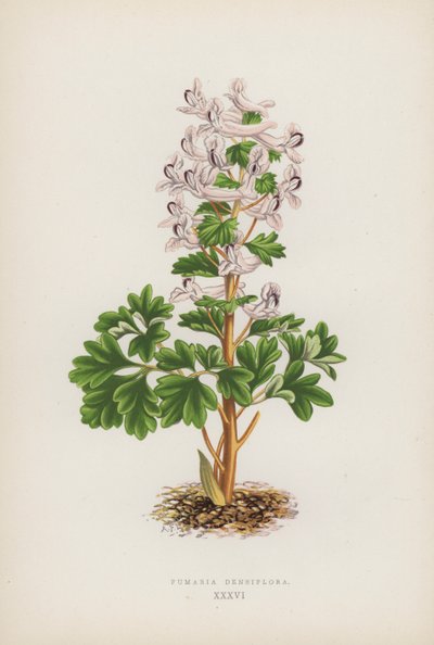 Fumaria Densiflora (renkli taş) by English School