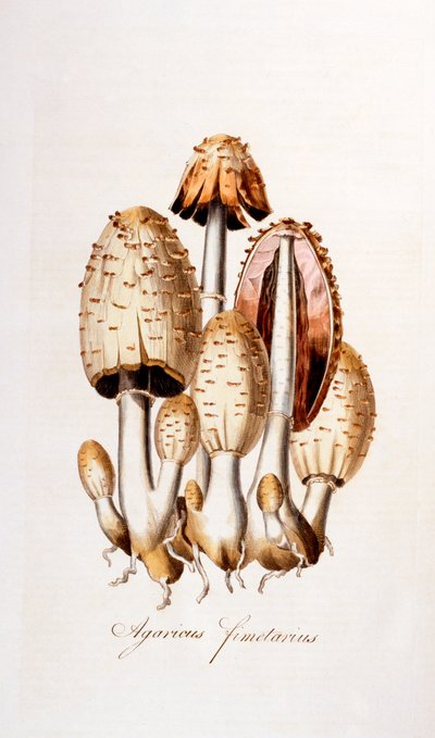 Mantarlar: Agaricus fimelarius [ortak mürekkep kapağı], William Curtis tarafından Flora Londiniensis'ten [Londra Çiçekleri] çizimi, 1777-98'de yayınlandı (renkli gravür) by English School