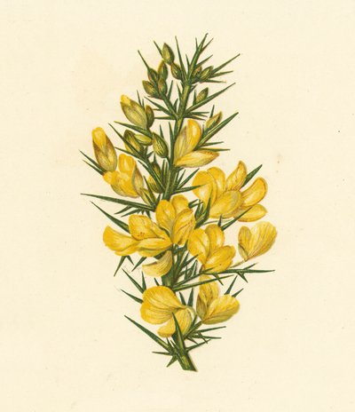 Furze, Ulex Europaeus (renkli lito) by English School