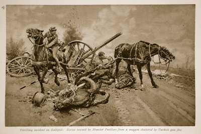 Gelibolu: Münster Piyadeleri tarafından Türk silah ateşiyle parçalanan bir vagondan kurtarılan atlar, 1914-19 by English School