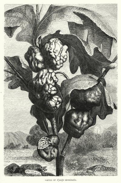 Cynips terminalis