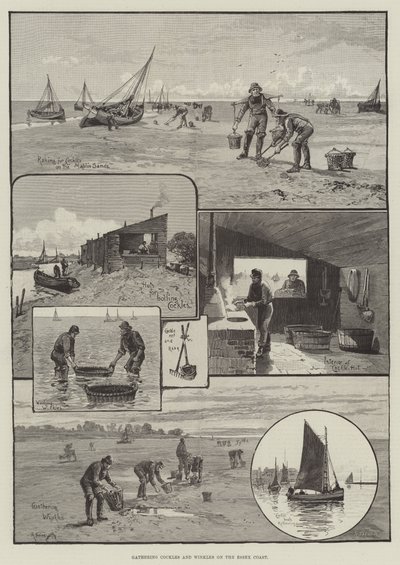Essex Sahilinde Kırışıklıkların Toplanması (gravür) by English School