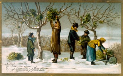 ökseotu toplama by English School