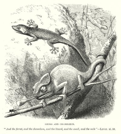 Gecko ve Bukalemun (gravür) by English School