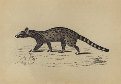 Genet (renkli lito) by English School